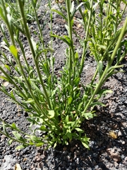 Baccharis plummerae plummerae