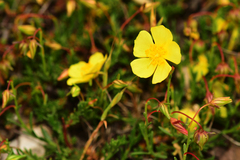 Fumana lacidulemiensis