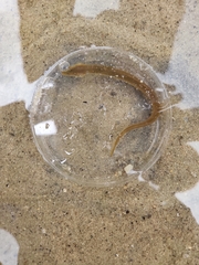 Anguilla rostrata