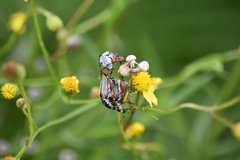 Macrodactylus mexicanus