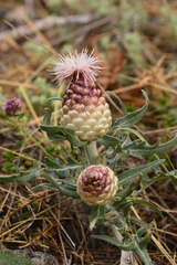 Leuzea conifera
