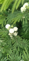 Acaciella