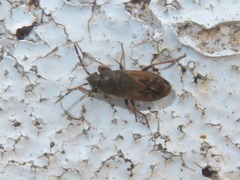 Megalonotus sabulicola