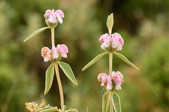 Phlomis purpurea