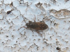 Megalonotus sabulicola
