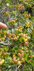 Searsia glauca