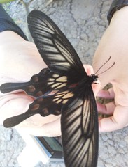 Pachliopta polyphontes