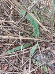 Nephrolepis cordifolia