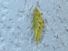Pieris napi