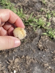 Lycoperdon marginatum
