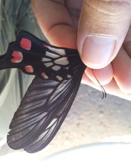 Pachliopta polyphontes