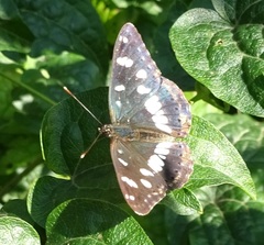 Limenitis reducta