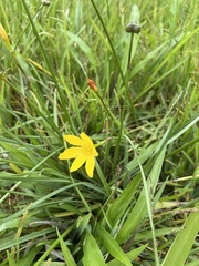 Zephyranthes citrina