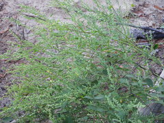 Chenopodium berlandieri