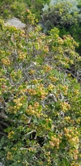 Searsia glauca