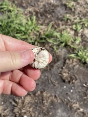 Lycoperdon marginatum
