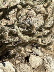 Amphispiza bilineata