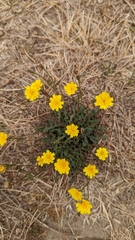Crepis capillaris