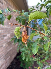 Thyridopteryx ephemeraeformis