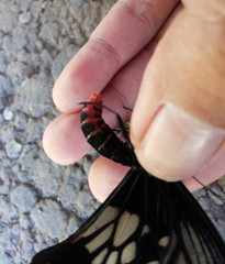 Pachliopta polyphontes