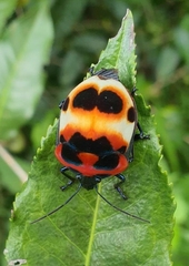 Poecilocoris latus