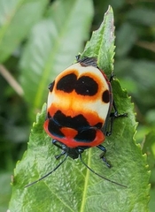 Poecilocoris latus