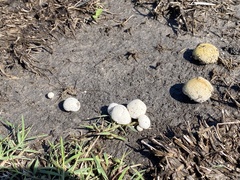 Lycoperdon marginatum