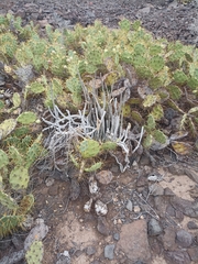 Ceropegia fusca image