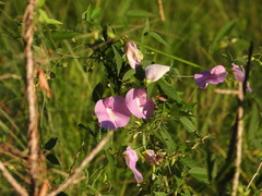 Centrosema virginianum