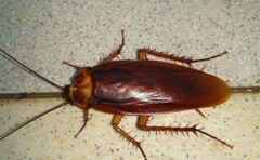 Periplaneta americana