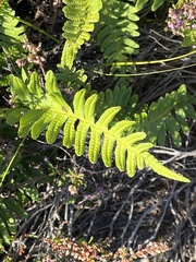 Polypodium vulgare