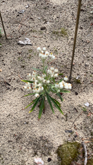 Anaphalis margaritacea