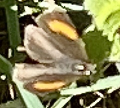 Thecla betulae