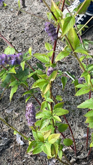 Agastache foeniculum