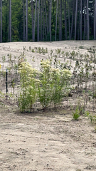 Stevia serrata