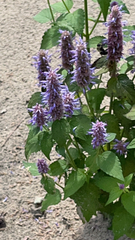 Agastache foeniculum