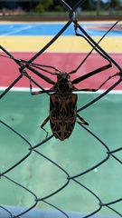 Acrocinus longimanus