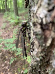 Aeshna tuberculifera