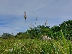 Saccharum spontaneum