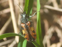Astylus trifasciatus