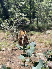 Adelpha eulalia