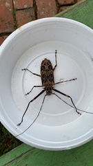 Acrocinus longimanus