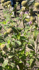 Monarda fistulosa