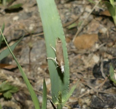 Parapediasia teterrellus