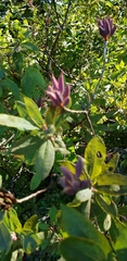 Rhododendron canadense