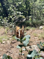 Adelpha eulalia
