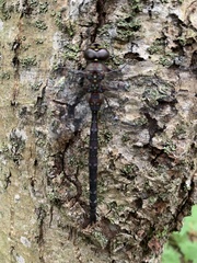 Aeshna tuberculifera