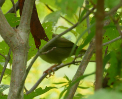 Geothlypis trichas