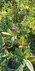 Rhododendron canadense