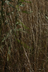 Festuca rubra